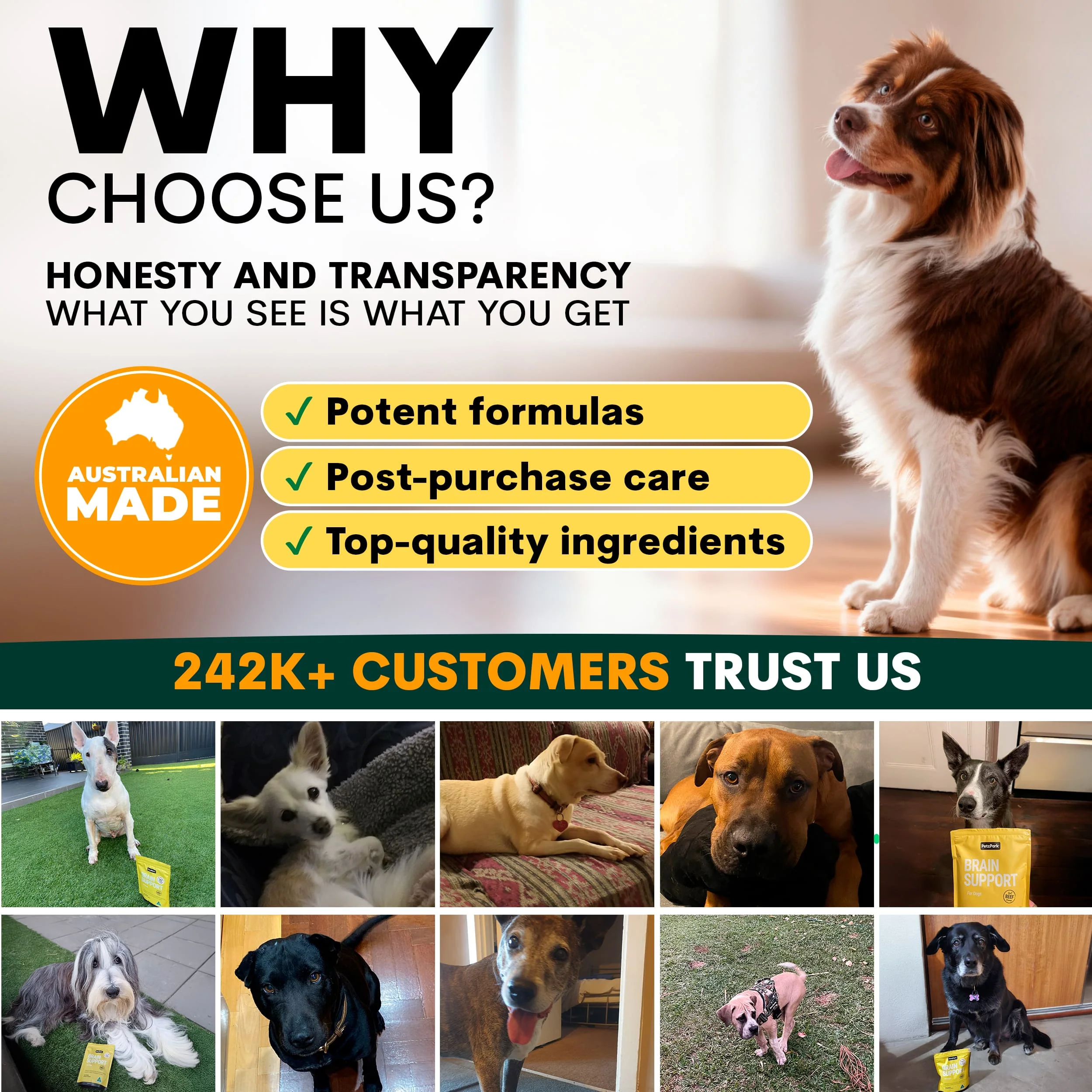 Brain Support for Dogs - Image 9