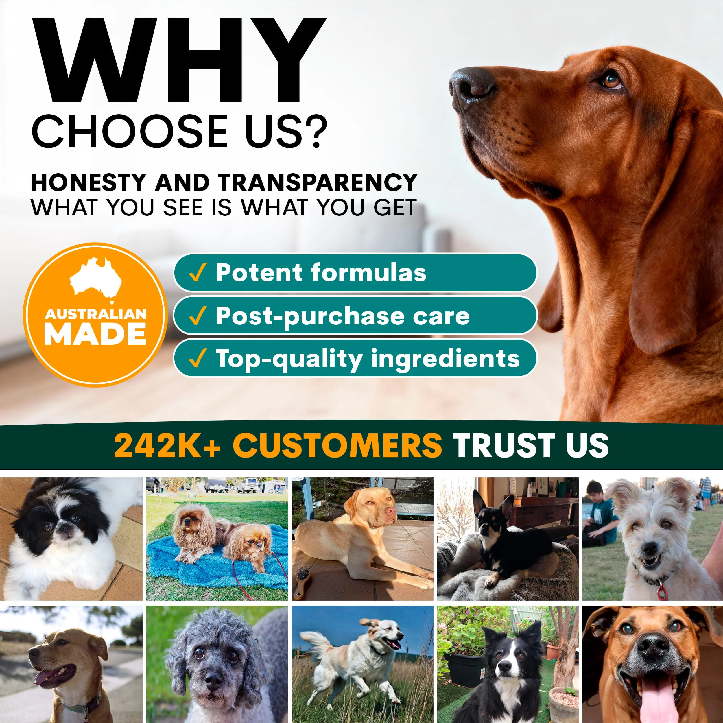 Complete Dental Care for Dogs - Image 11