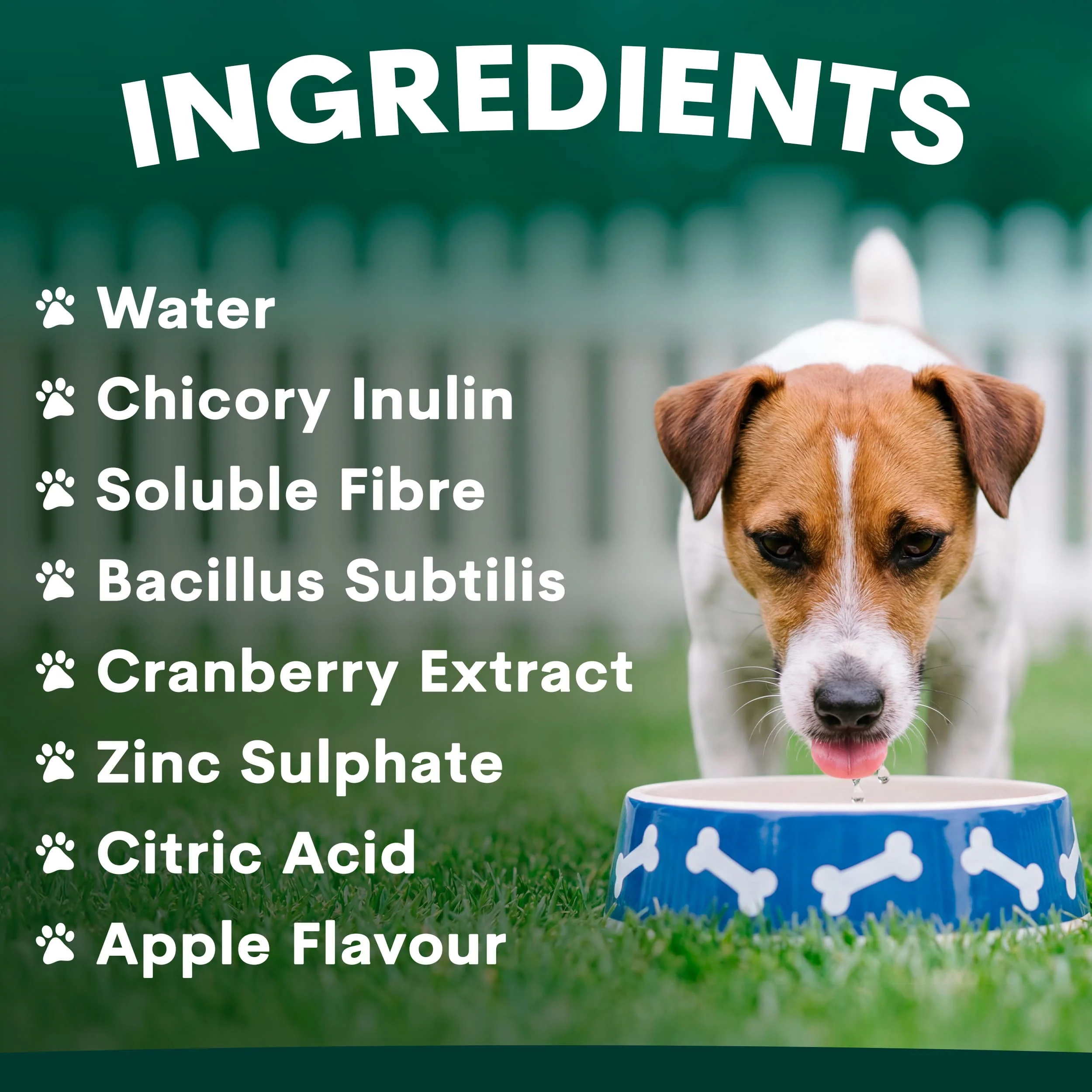 Dental Duo - Image 7