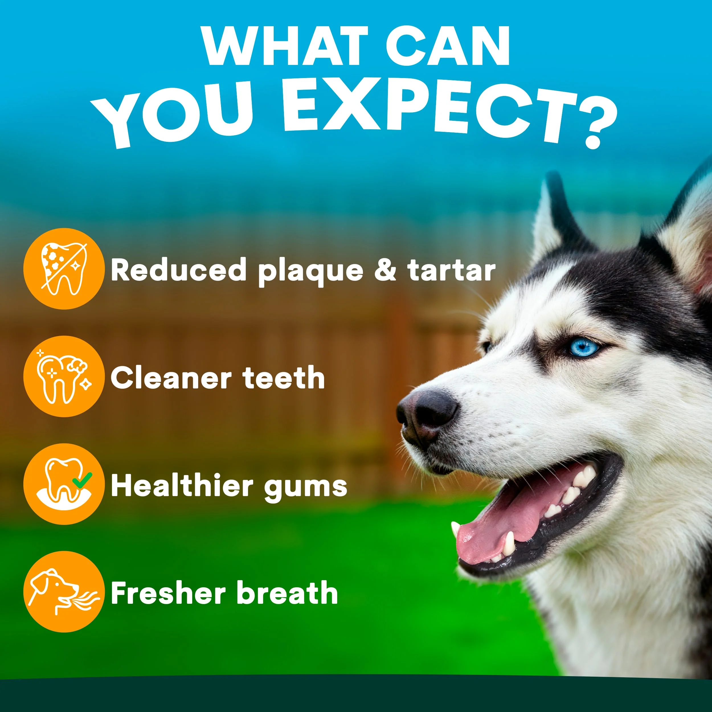Dental Starter Kit - Image 3