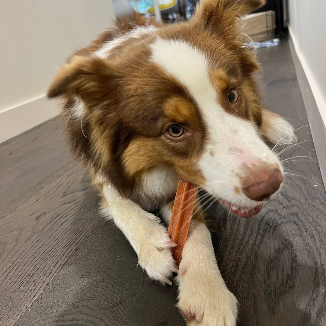Dog Dental Sticks - Image 10