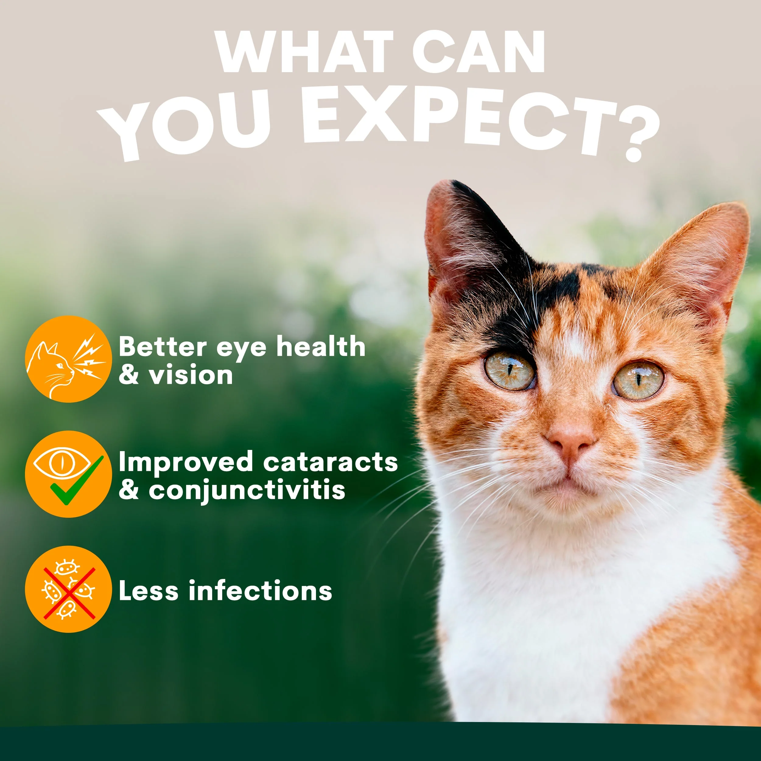 Eye Support for Cats - Image 3