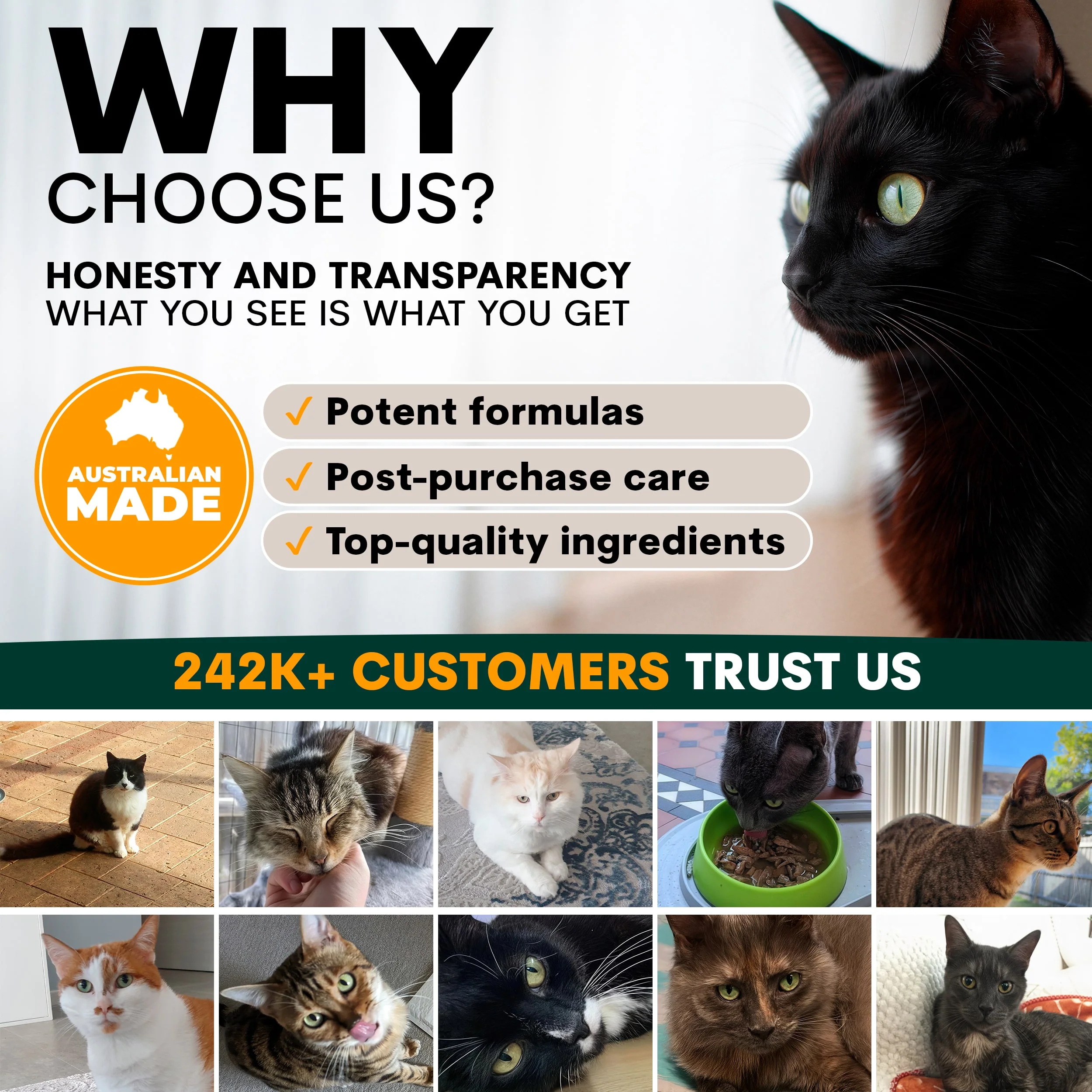 Eye Support for Cats - Image 8