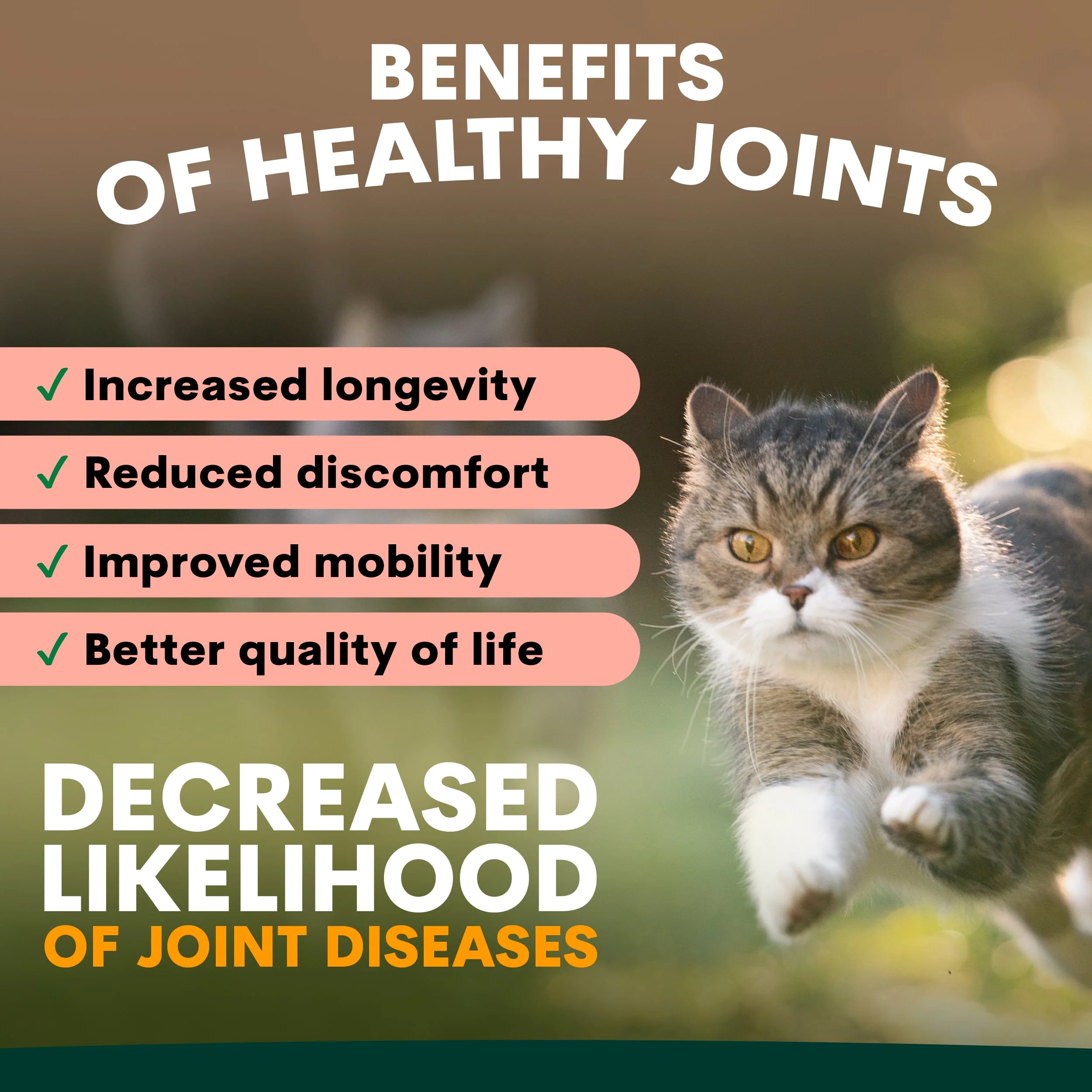 Hip + Joint for Cats - Image 3