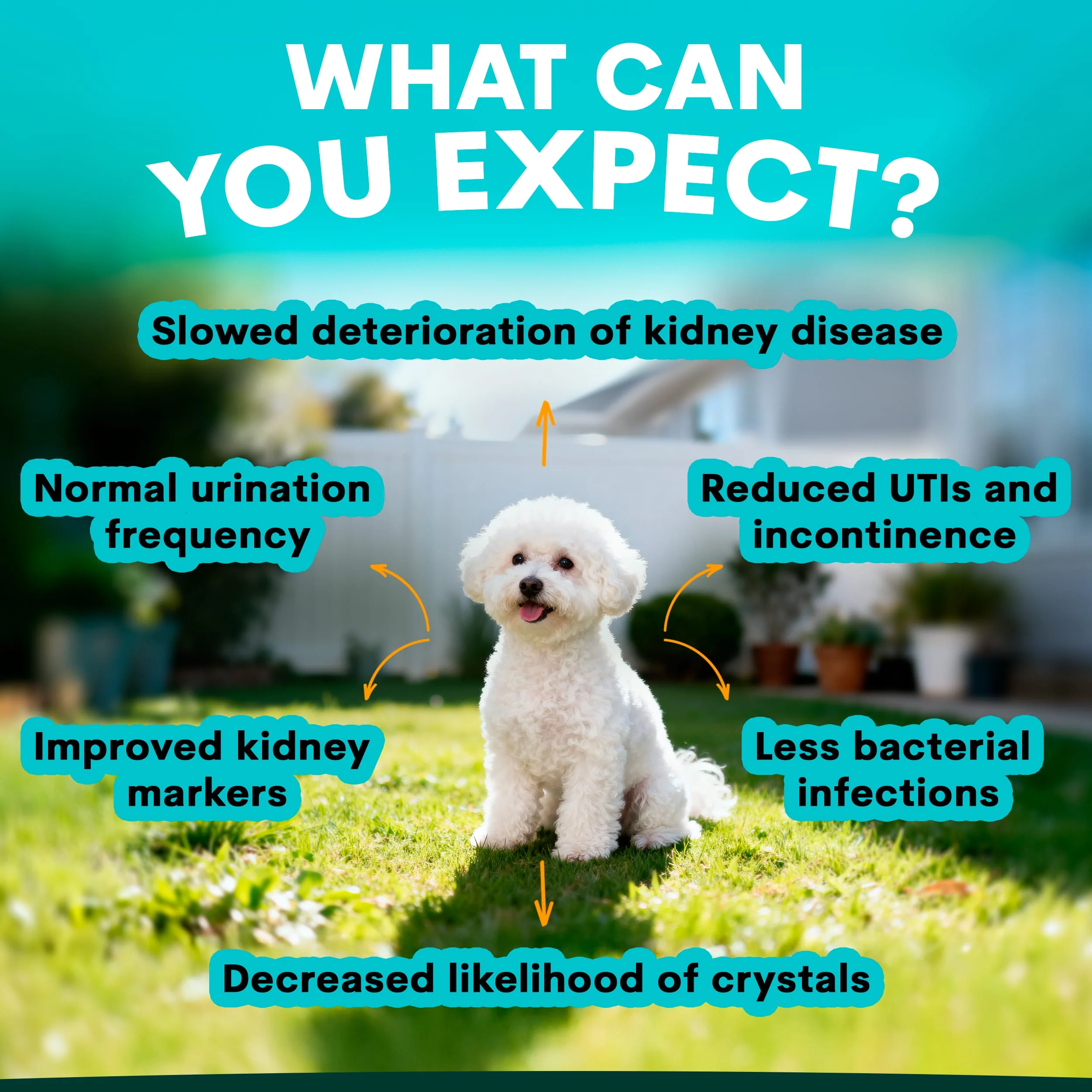 Urinary + Kidney for Dogs - Image 3