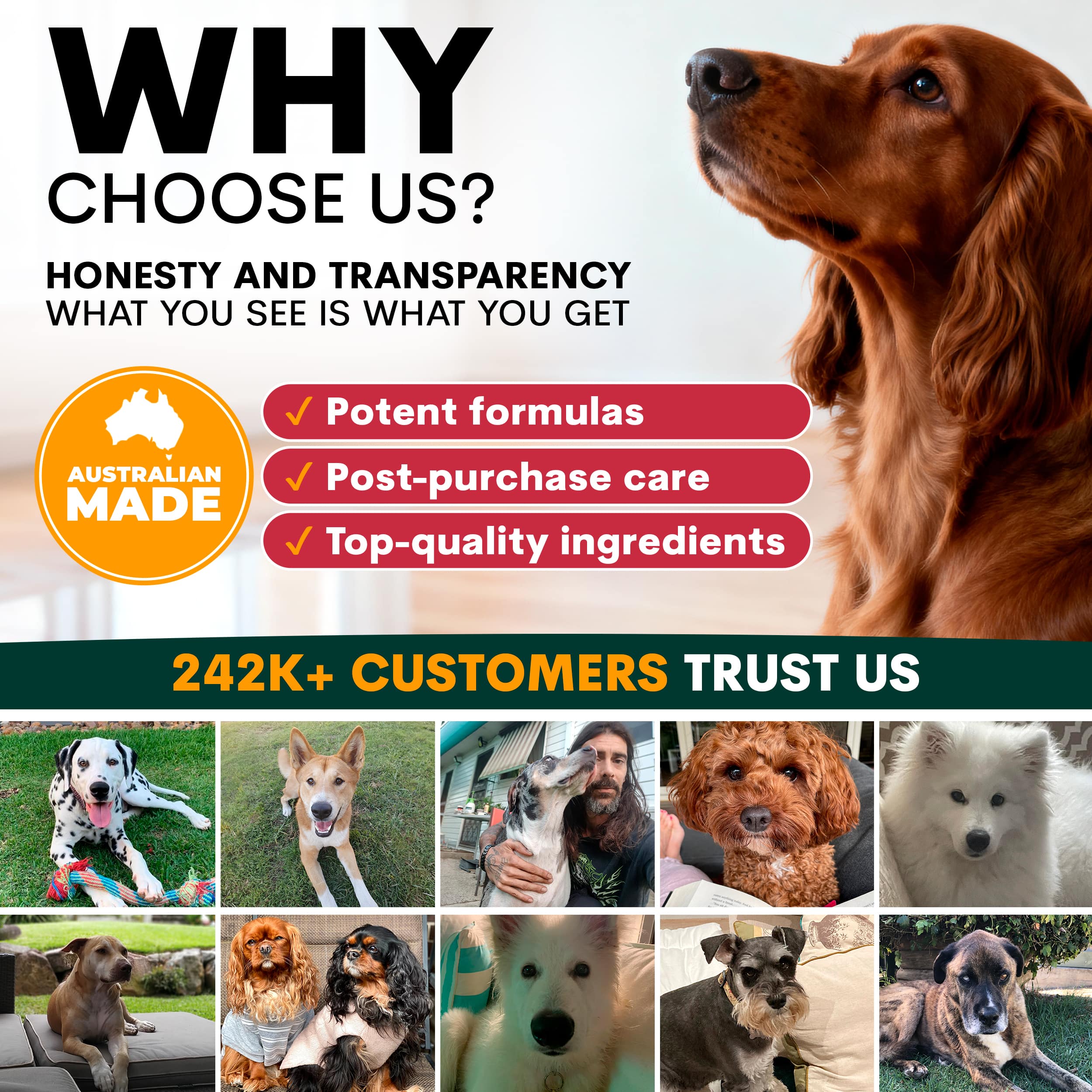 Liver Support for Dogs - Image 10
