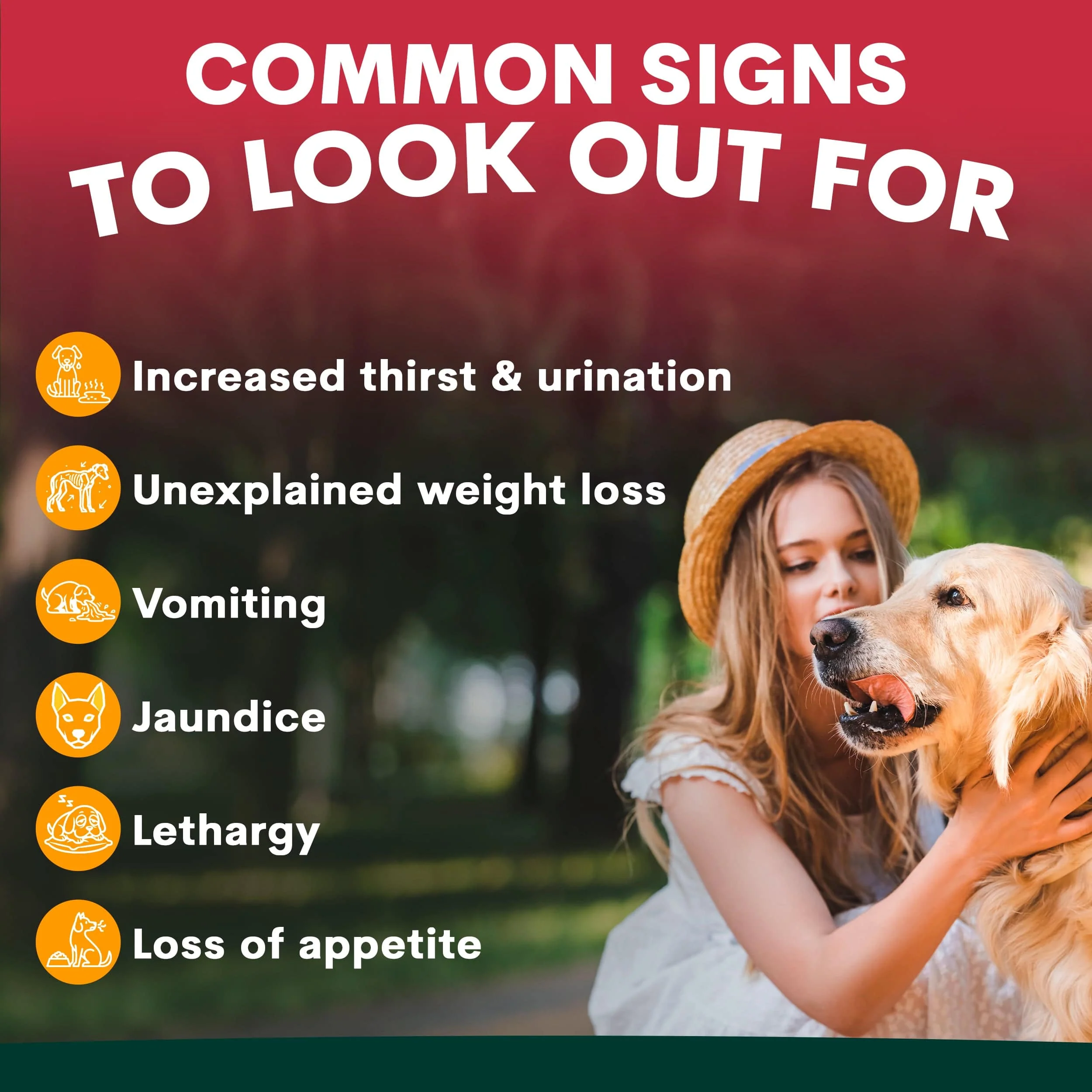 Liver Support for Dogs - Image 3