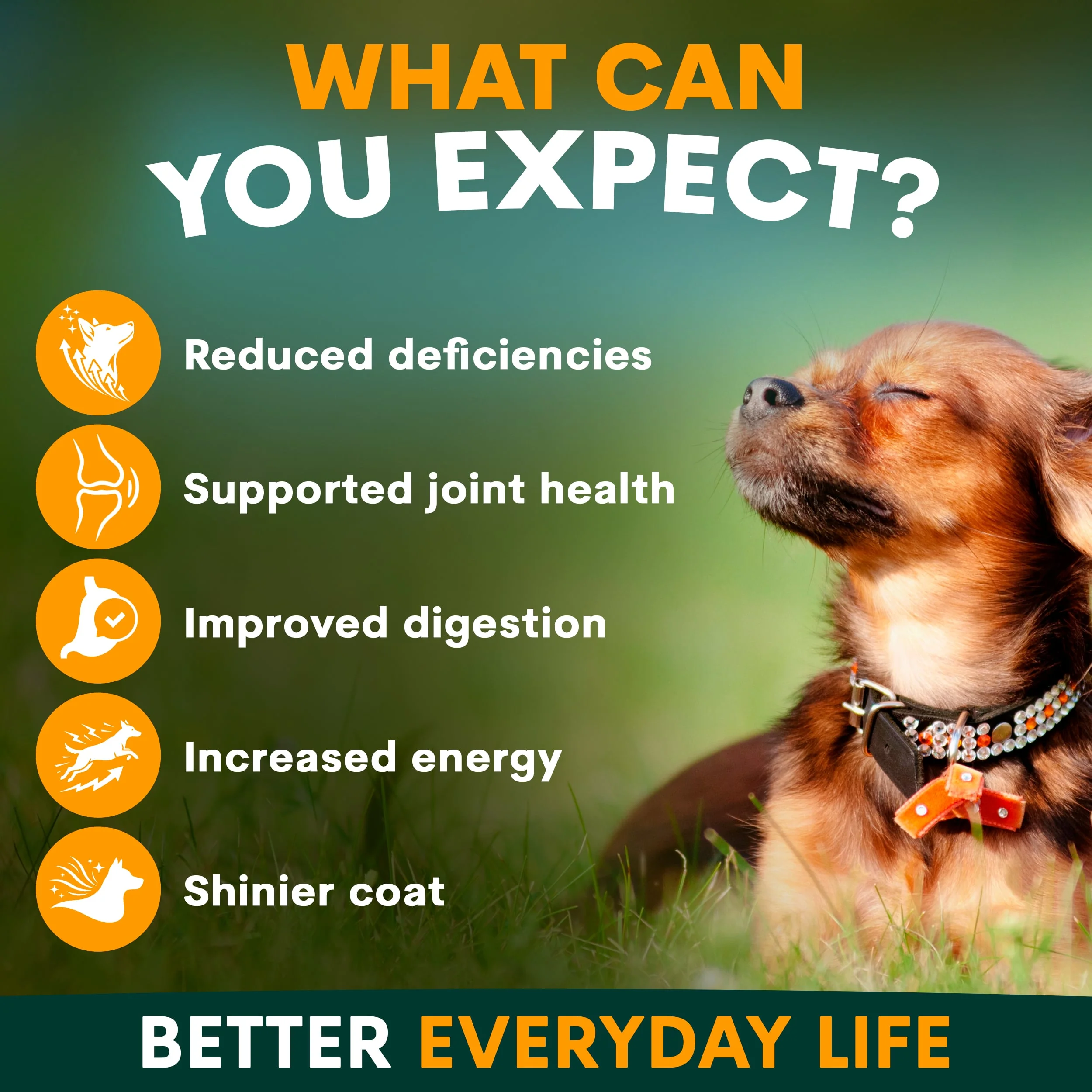 Multivitamin for Dogs - Image 3