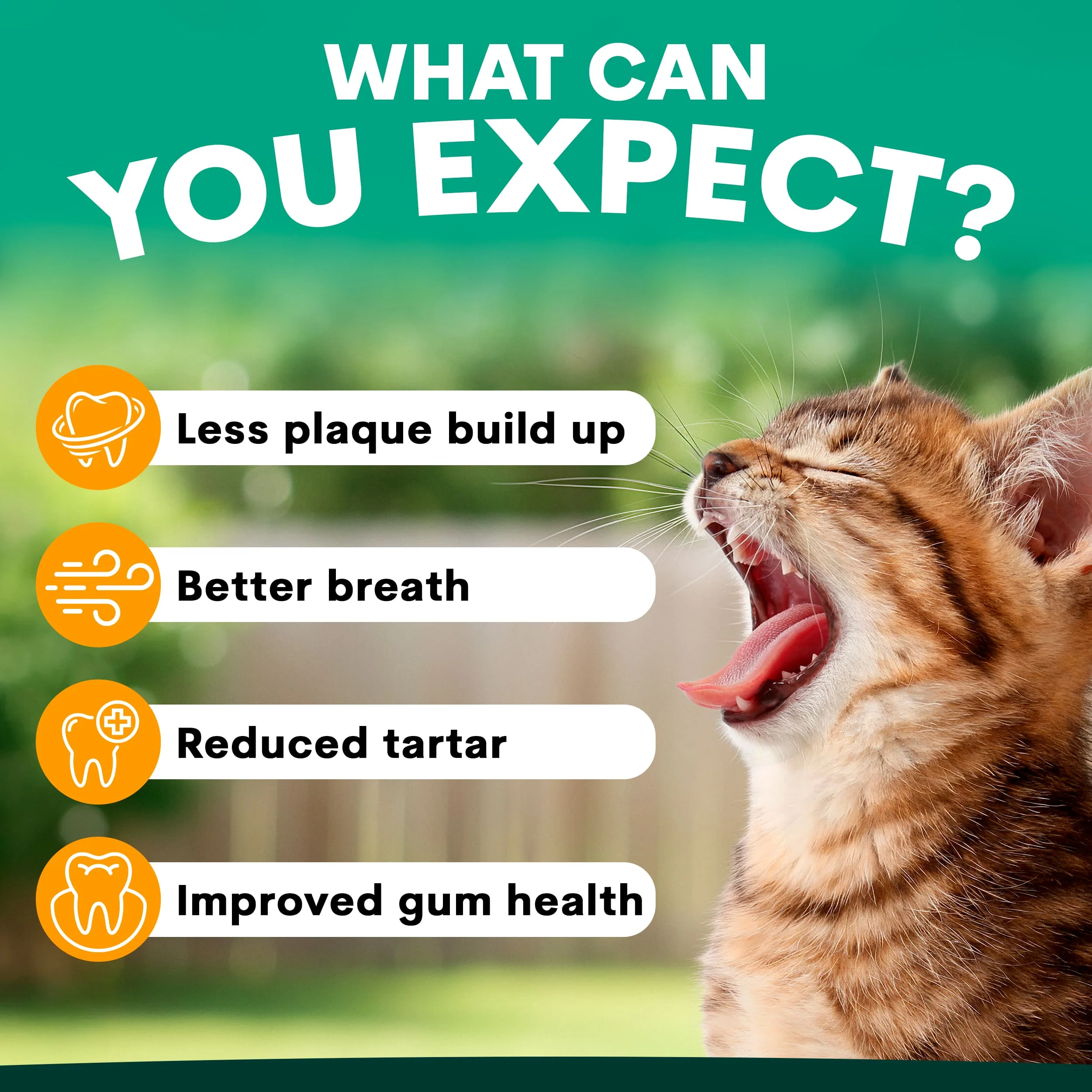 Plaque Control for Cats - Image 3