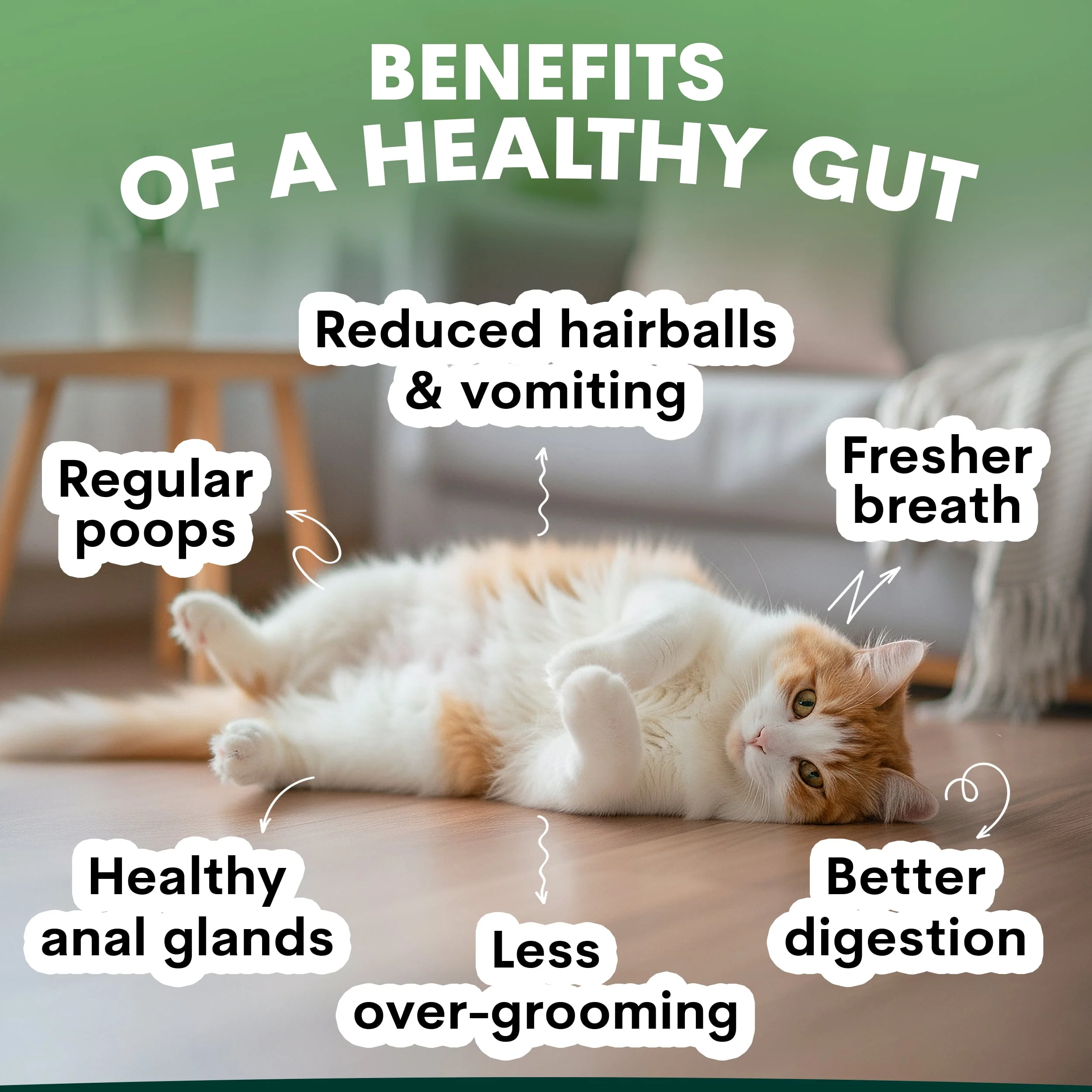 Probiotic for Cats - Image 3