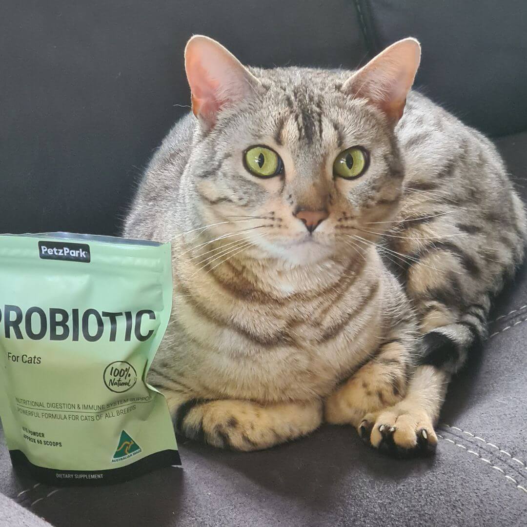 Probiotic for Cats - Image 9