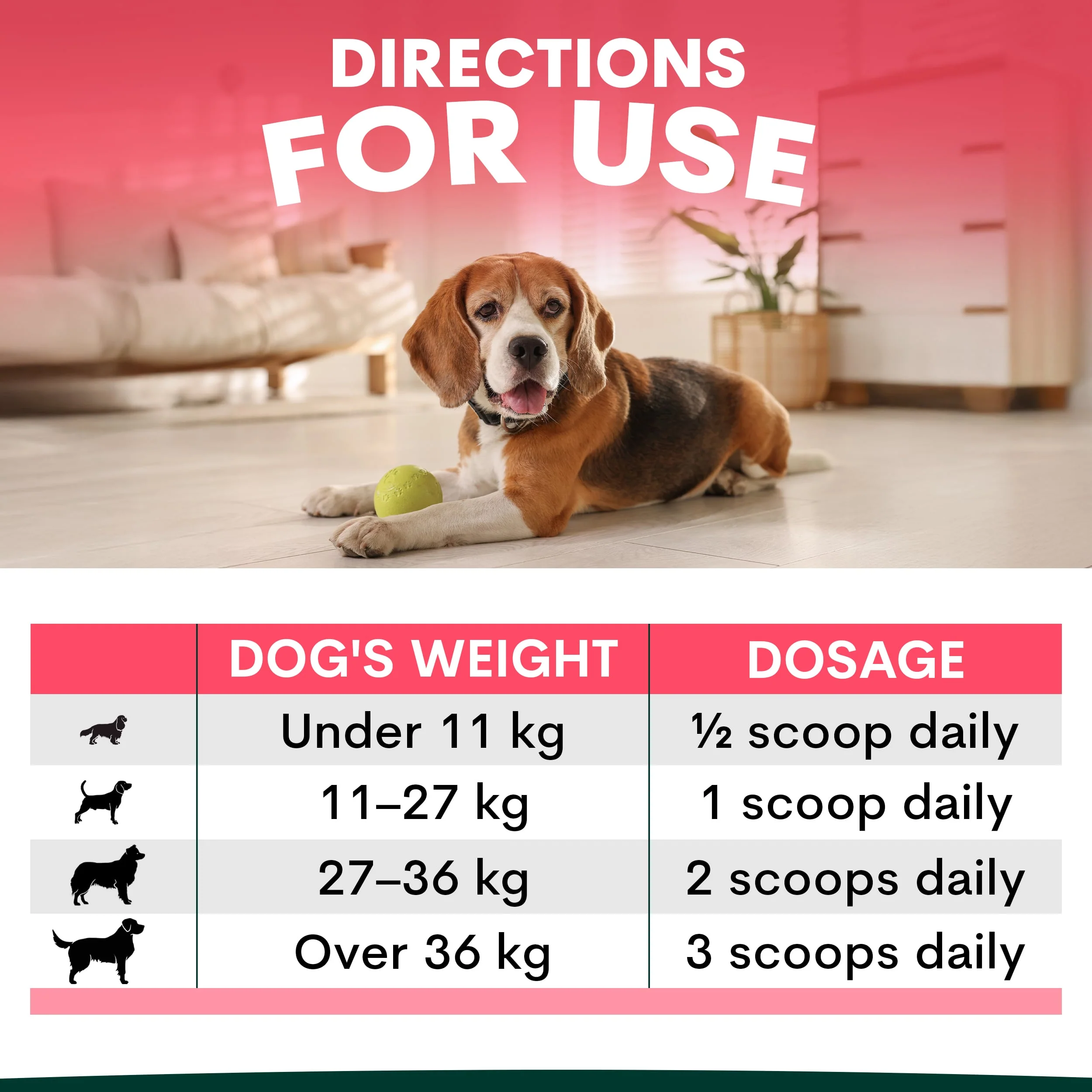 Senior Care for Dogs - Image 12