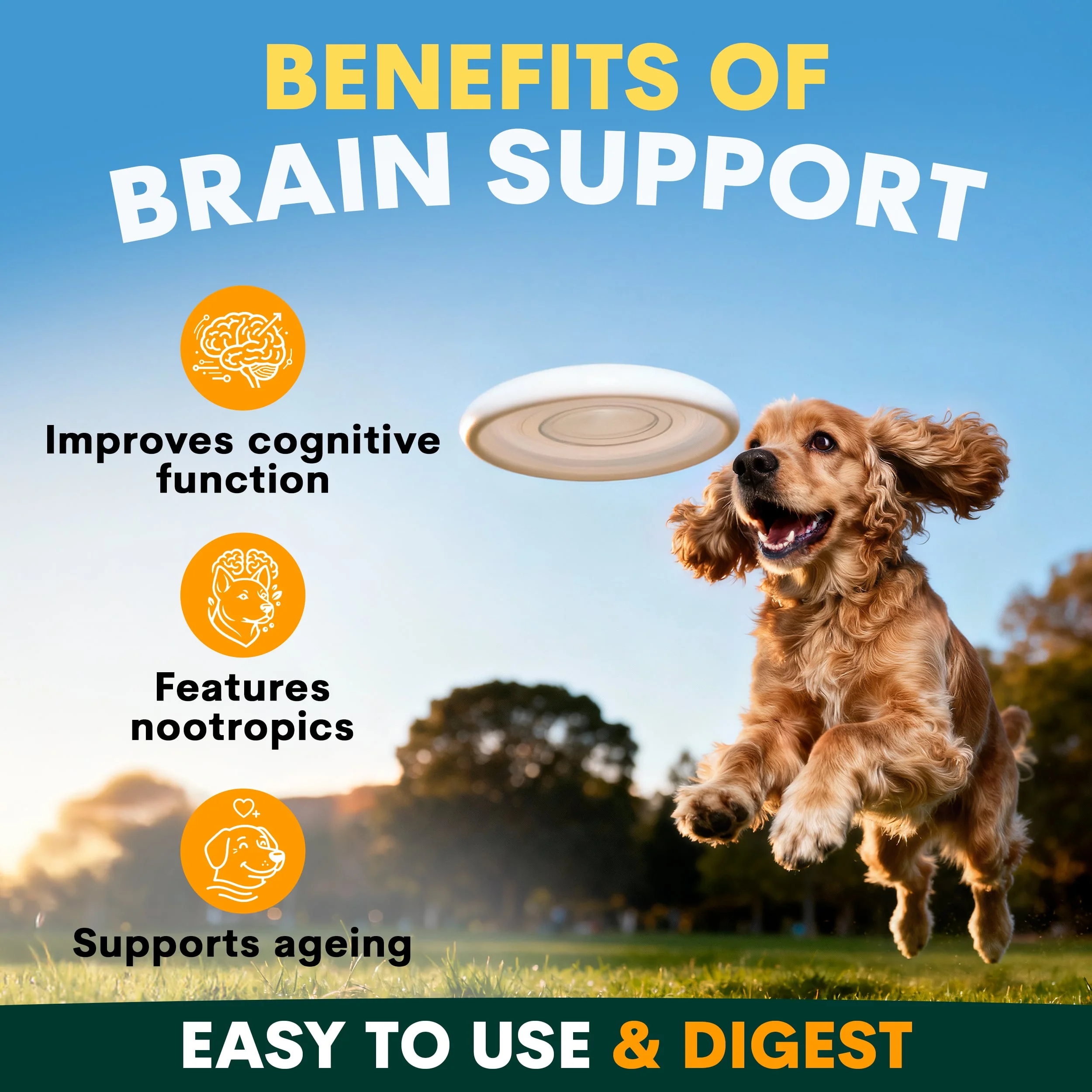 Senior Care for Dogs - Image 4