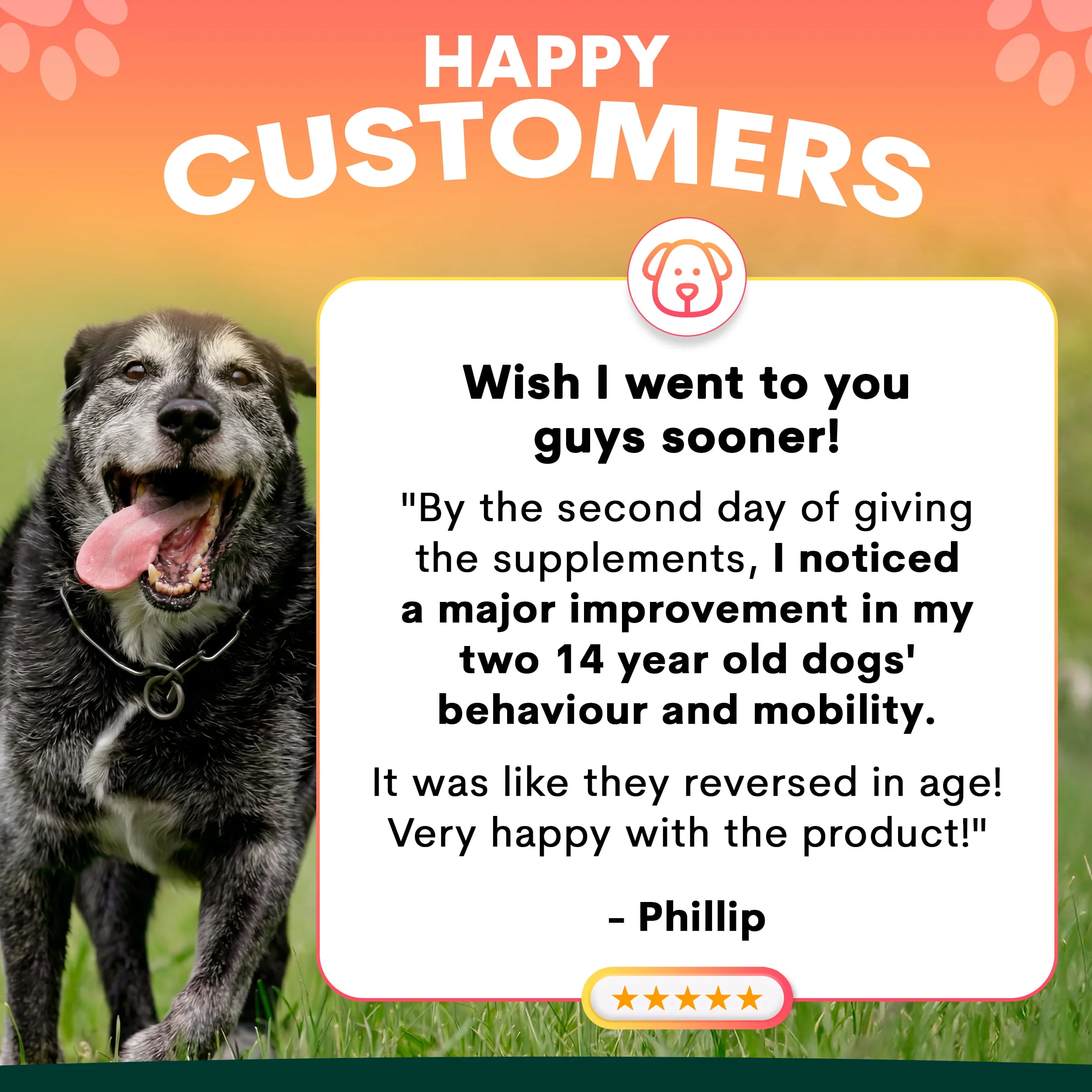 Senior Care for Dogs - Image 6