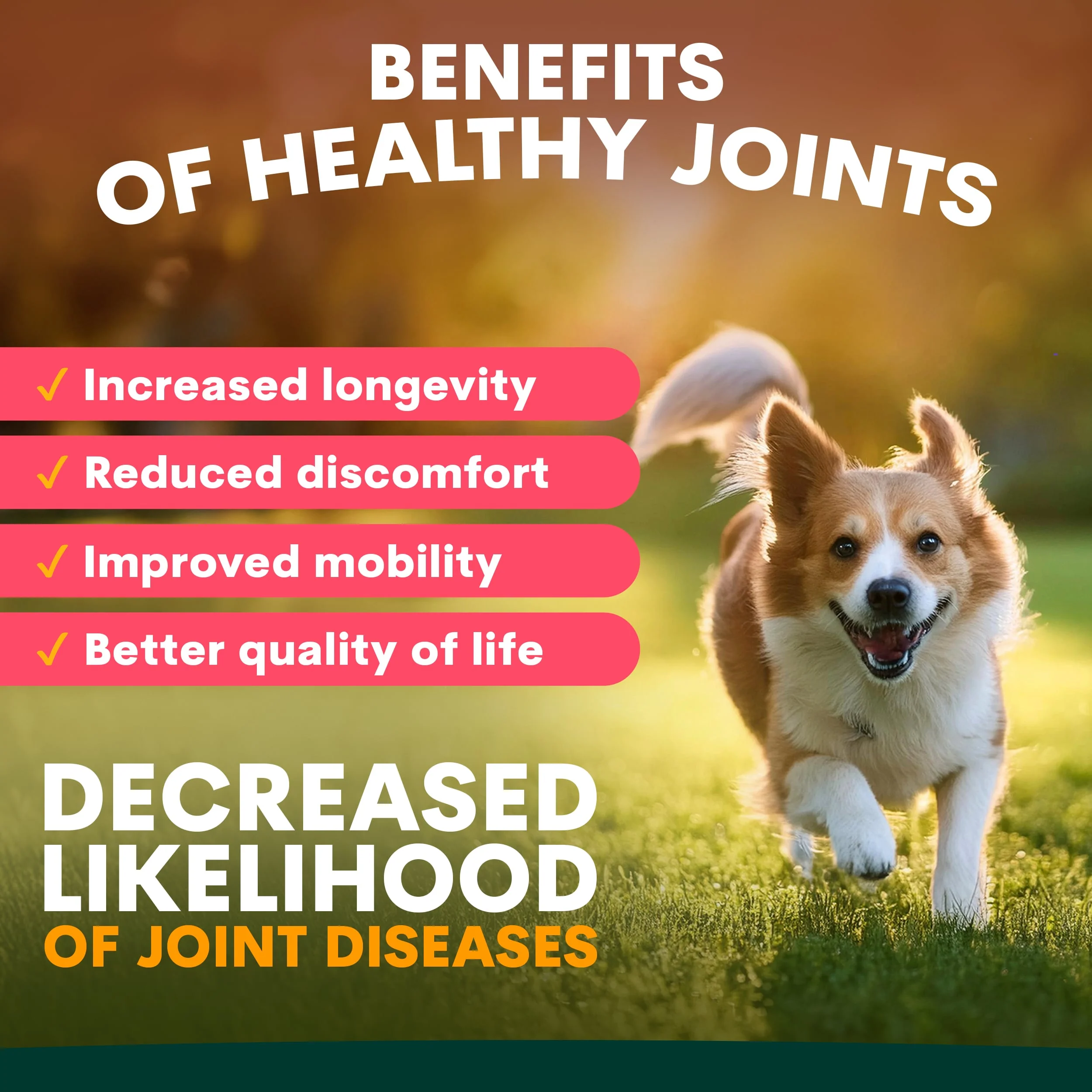 Senior Care for Dogs - Image 7