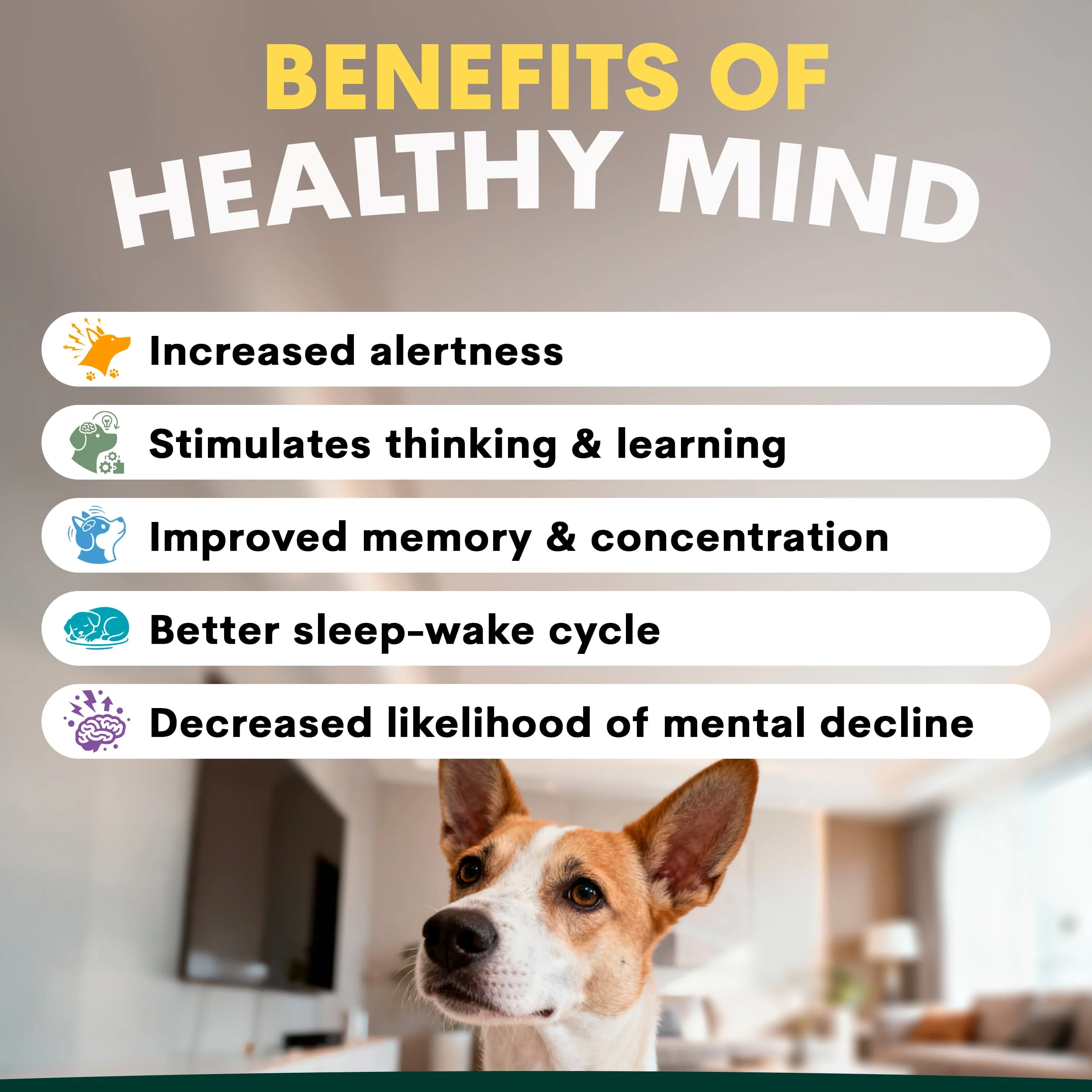 Senior Care for Dogs - Image 8