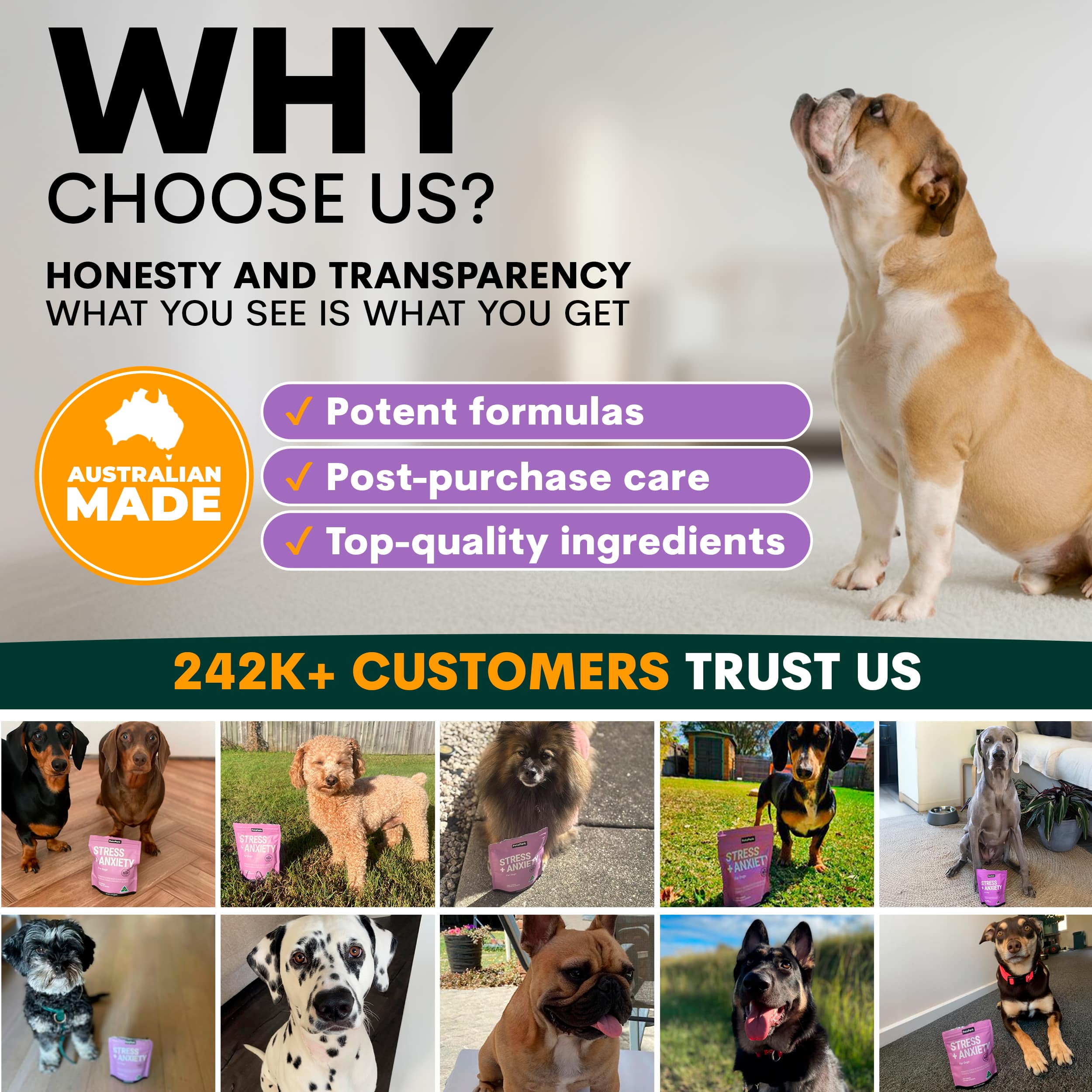 Stress + Anxiety for Dogs - Image 10