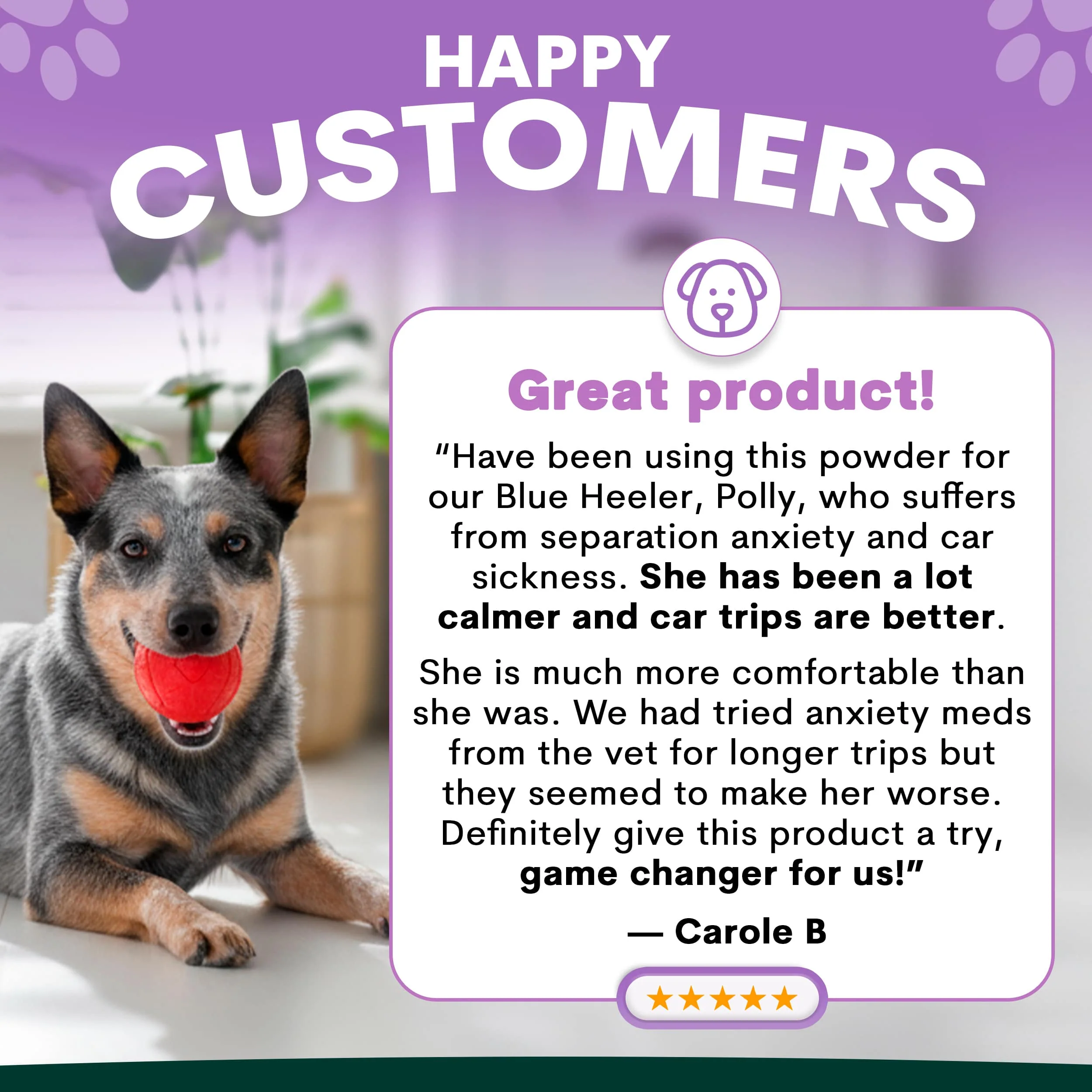 Stress + Anxiety for Dogs - Image 4