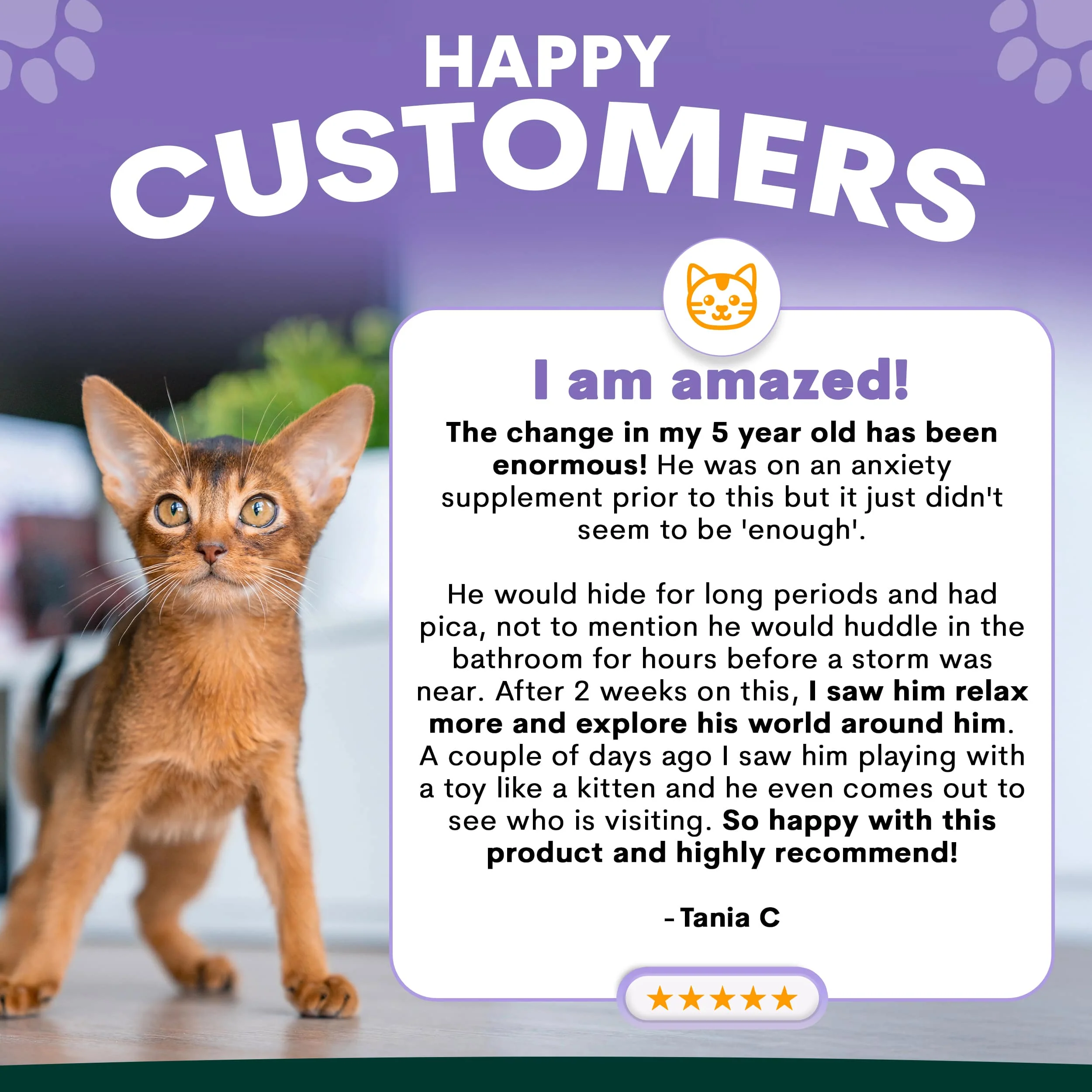 Stress + Anxiety for Cats - Image 4