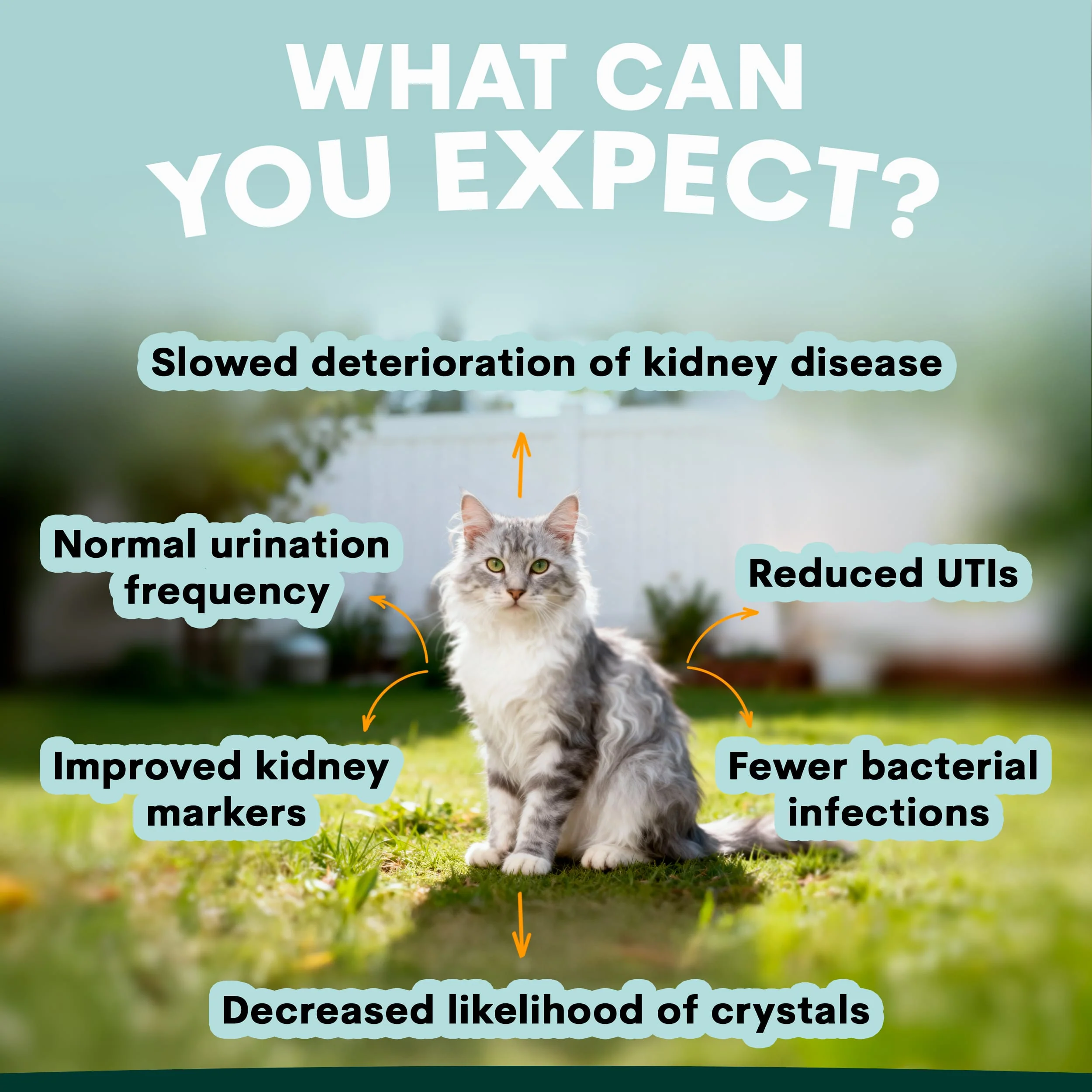 Urinary + Kidney for Cats - Image 4